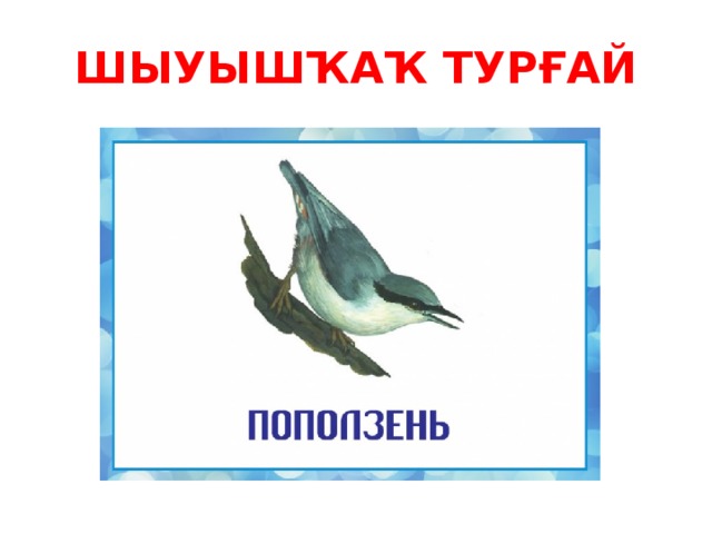ШЫУЫШҠАҠ ТУРҒАЙ 
