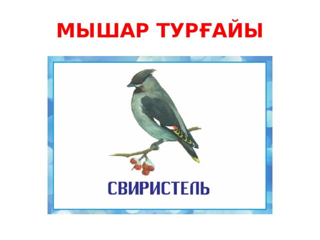 МЫШАР ТУРҒАЙЫ 