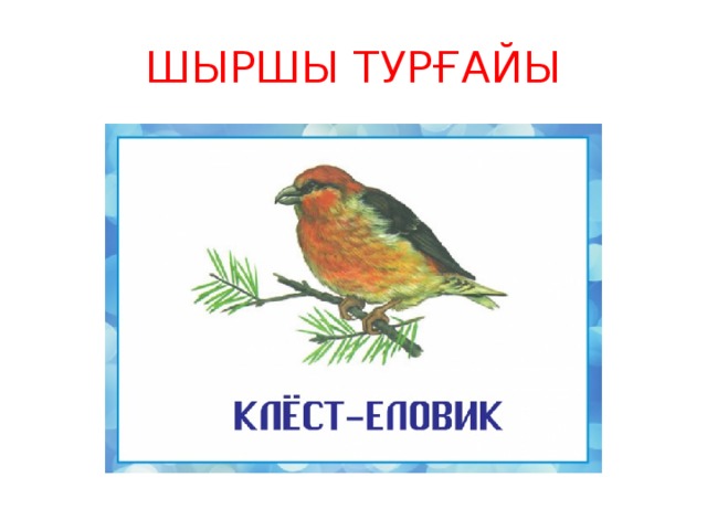 ШЫРШЫ ТУРҒАЙЫ 