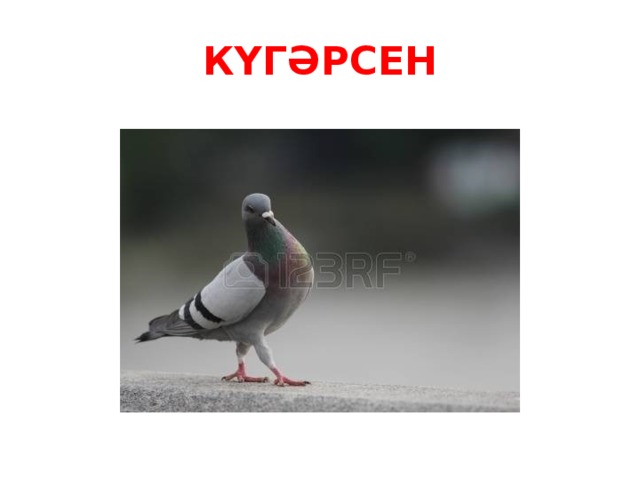 КҮГӘРСЕН 