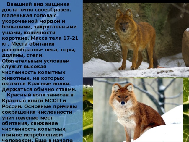 Хищники краснодарского края фото и описание