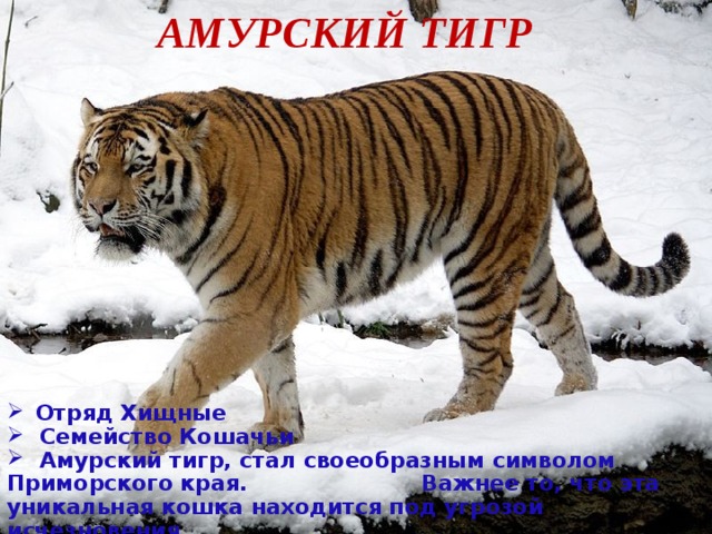 АМУРСКИЙ ТИГР  Отряд Хищные  Семейство Кошачьи  Амурский тигр, стал своеобразным символом Приморского края. Важнее то, что эта уникальная кошка находится под угрозой исчезновения. 