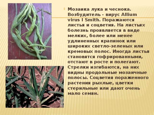 Мозаика лука и чеснока. Возбудитель - вирус Allium virus I Smith. Поражаются листья и соцветия. На листьях болезнь проявляется в виде мелких, более или менее удлиненных крапинок или широких светло-зеленых или кремовых полос. Иногда листья становятся гофрированными, отстают в росте и полегают. Стрелки изгибаются, на них видны продольные мозаичные полосы. Соцветия пораженного растения рыхлые, цветки стерильные или дают очень мало семян. 