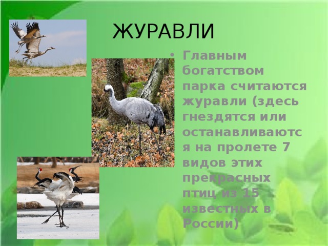 ЖУРАВЛИ Главным богатством парка считаются журавли (здесь гнездятся или останавливаются на пролете 7 видов этих прекрасных птиц из 15 известных в России) 
