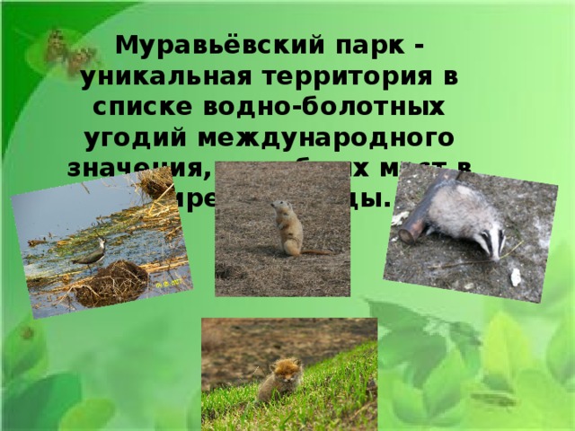 Муравьёвский парк - уникальная территория в списке водно-болотных угодий международного значения, подобных мест в мире - единицы. 