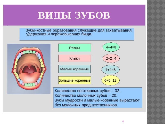 Виды зубов  