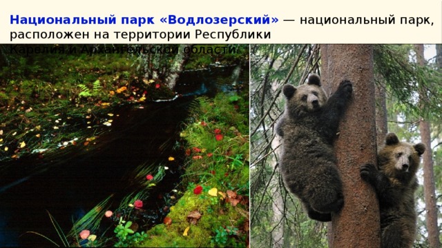 На экскурсию в заповедник записались 55 учеников. Животные в Водлозерском парке. Заповедники и национальные парки Курской области. День заповедников и национальных парков виртуальные экскурсии. Флор и фауна Водлозерского парка в картинках.
