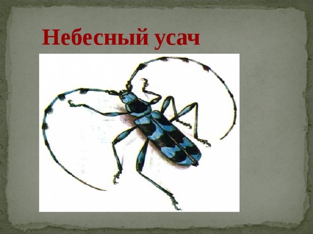 Раскраска Жук усач Небесный