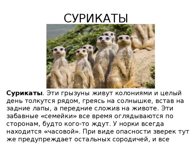 Презентация на тему сурикаты