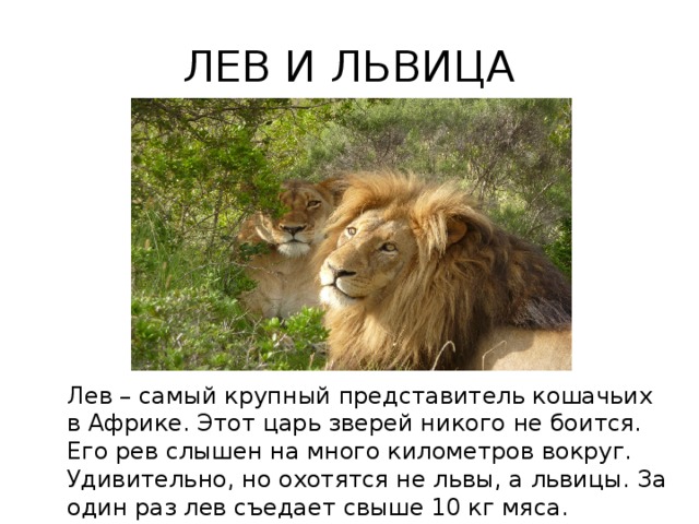 Лев Король зверей. Лев страх. Лев боится львицу. Лев охотится. Лев сколько кг