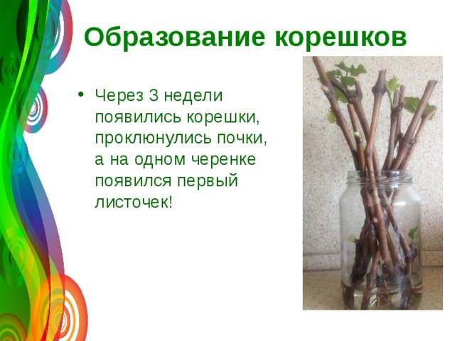 Образование корешков Через 3 недели появились корешки, проклюнулись почки, а на одном черенке появился первый листочек! 