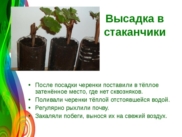  Высадка в стаканчики   После посадки черенки поставили в тёплое затенённое место, где нет сквозняков. Поливали черенки тёплой отстоявшейся водой. Регулярно рыхлили почву.  Закаляли побеги, вынося их на свежий воздух.   