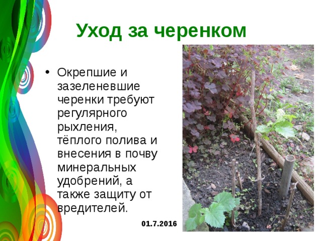 Уход за черенком Окрепшие и зазеленевшие черенки требуют регулярного рыхления, тёплого полива и внесения в почву минеральных удобрений, а также защиту от вредителей. 01.7.2016 