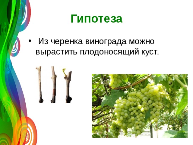 Гипотеза  Из черенка винограда можно вырастить плодоносящий куст. 