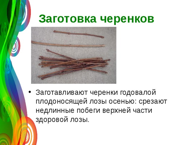 Заготовка черенков Заготавливают черенки годовалой плодоносящей лозы осенью: срезают недлинные побеги верхней части здоровой лозы. 
