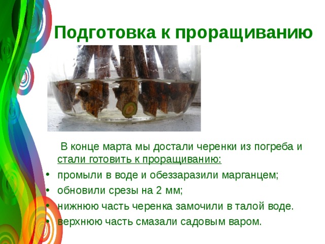 Подготовка к проращиванию  В конце марта мы достали черенки из погреба и стали готовить к проращиванию:  промыли в воде и обеззаразили марганцем; обновили срезы на 2 мм; нижнюю часть черенка замочили в талой воде. верхнюю часть смазали садовым варом. 