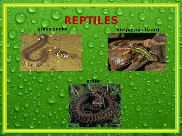 REPTILES grass snake viviparous lizard adder 
