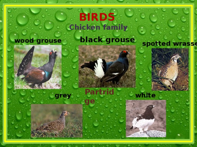 BIRDS   Chicken family black grouse wood grouse spotted wrasse Partridge grey white 