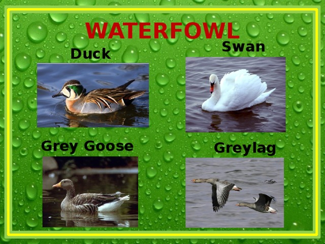 WATERFOWL Swan Duck Grey Goose  Greylag 