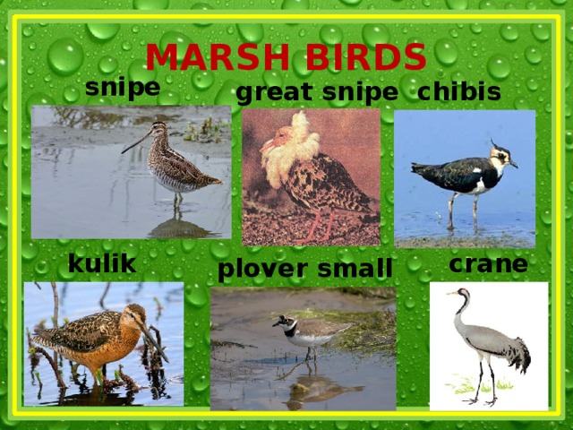 MARSH BIRDS snipe chibis great snipe kulik crane plover small 