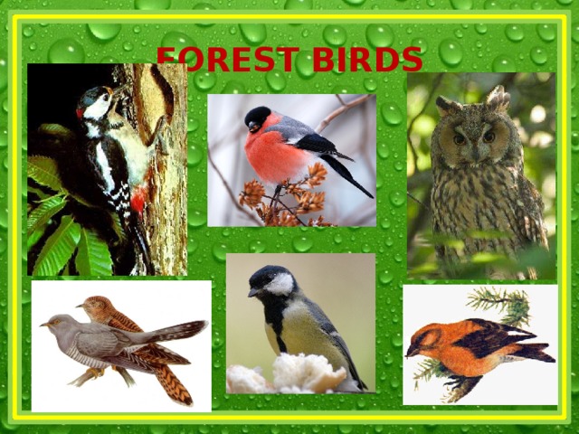 FOREST BIRDS 
