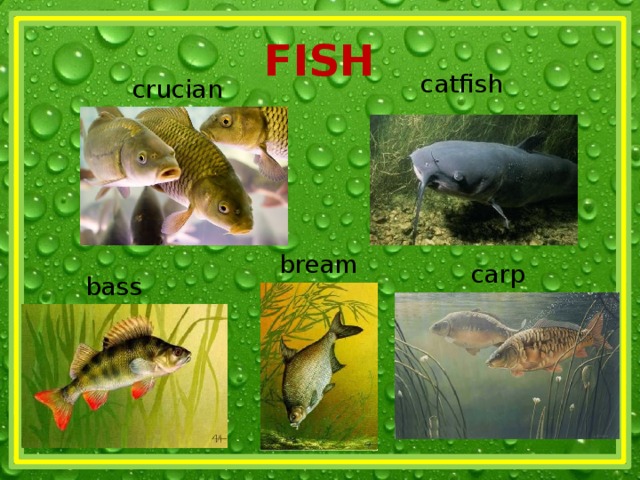 FISH catfish crucian bream carp bass 