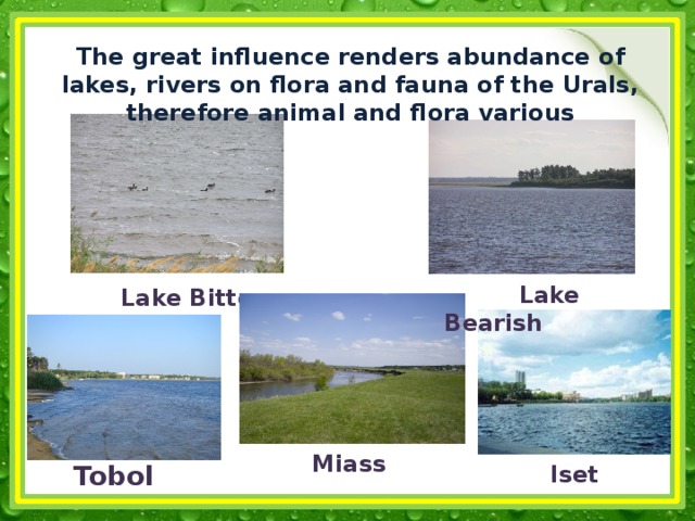 The great influence renders abundance of lakes, rivers on flora and fauna of the Urals, therefore animal and flora various  Lake Bearish Lake Bitter Miass  Tobol Iset 