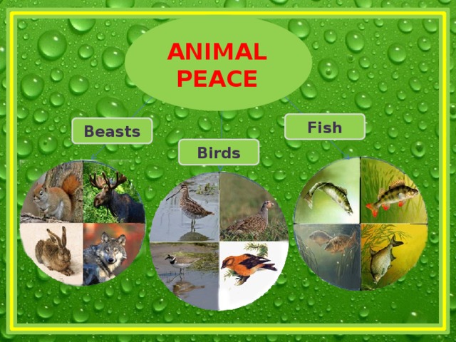 ANIMAL PEACE Fish  Beasts Birds 