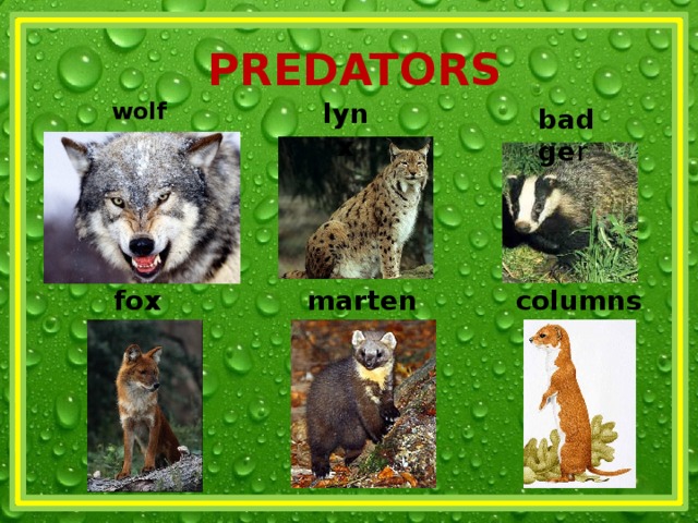 PREDATORS lynx wolf badge r fox marten columns 