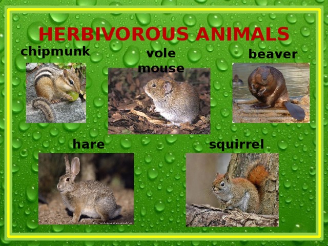 HERBIVOROUS ANIMALS chipmunk vole mouse beaver hare squirrel 