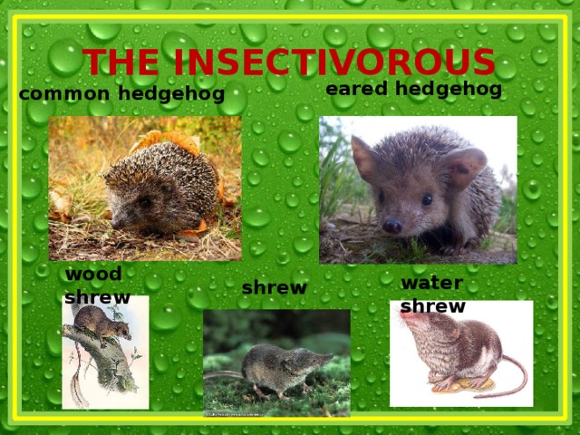 THE INSECTIVOROUS eared hedgehog common hedgehog wood shrew water shrew shrew 