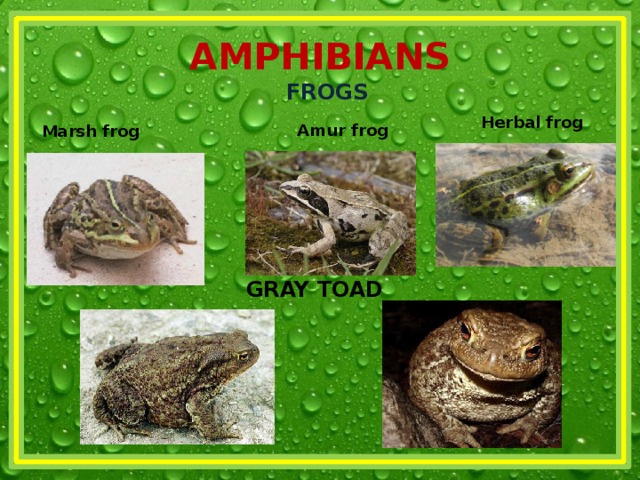 AMPHIBIANS FROGS    Herbal frog Amur frog Marsh frog GRAY TOAD 