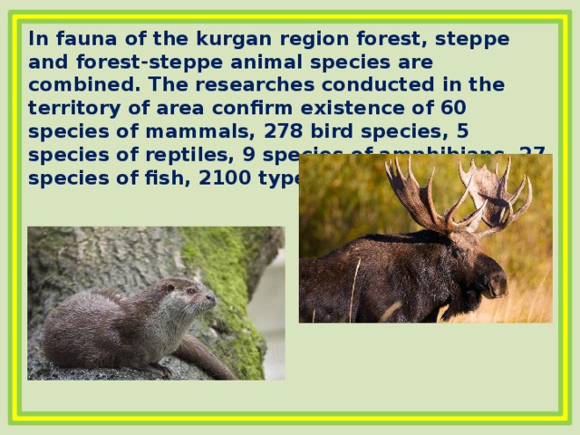 In fauna of the kurgan region forest, steppe and forest-steppe animal species are combined. The researches conducted in the territory of area confirm existence of 60 species of mammals, 278 bird species, 5 species of reptiles, 9 species of amphibians, 27 species of fish, 2100 types of invertebrates 
