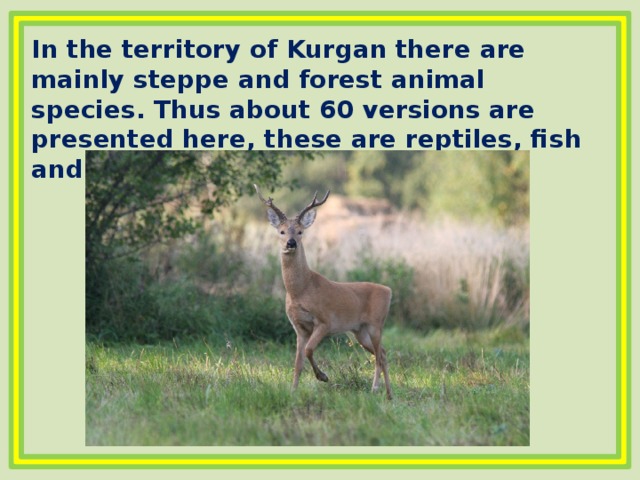 In the territory of Kurgan there are mainly steppe and forest animal species. Thus about 60 versions are presented here, these are reptiles, fish and amphibians 