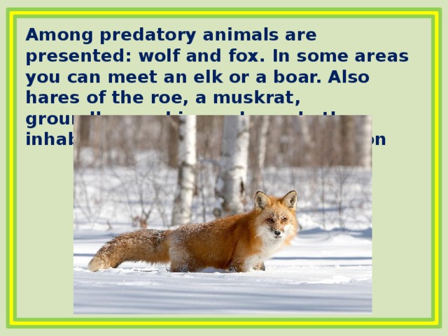 Among predatory animals are presented: wolf and fox. In some areas you can meet an elk or a boar. Also hares of the roe, a muskrat, groundhogs, chipmunks and other inhabitants live in the Kurgan region 