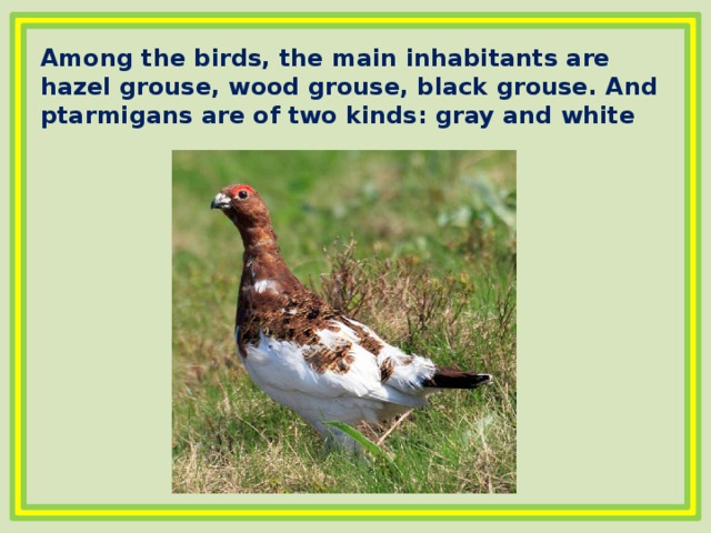 Among the birds, the main inhabitants are hazel grouse, wood grouse, black grouse. And ptarmigans are of two kinds: gray and white 