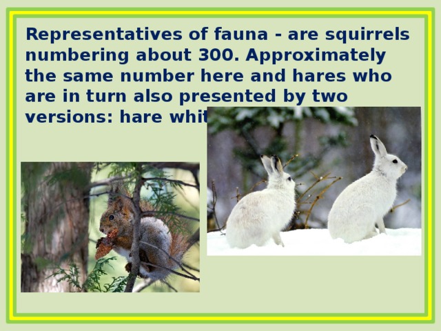 Representatives of fauna - are squirrels numbering about 300. Approximately the same number here and hares who are in turn also presented by two versions: hare white hare and hare hare 