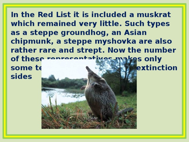 In the Red List it is included a muskrat which remained very little. Such types as a steppe groundhog, an Asian chipmunk, a steppe myshovka are also rather rare and strept. Now the number of these representatives makes only some tens and these views of extinction sides 