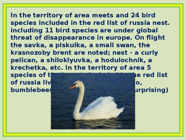 In the territory of area meets and 24 bird species included in the red list of russia nest. including 11 bird species are under global threat of disappearance in europe. On flight the savka, a piskulka, a small swan, the krasnozoby brent are noted; nest - a curly pelican, a shiloklyuvka, a hodulochnik, a krechetka, etc. In the territory of area 5 species of the insects included in the red list of russia live (a dybka steppe, apollo, bumblebees - armenian, shrenka, surprising)   