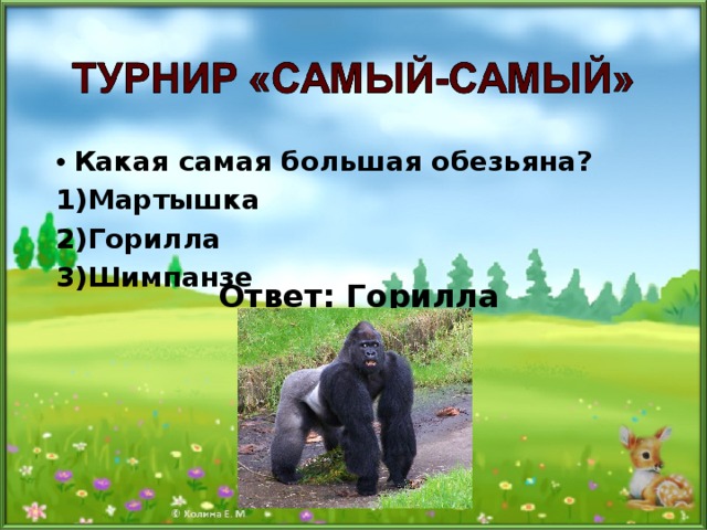 Какая самая большая обезьяна? 1)Мартышка 2)Горилла 3)Шимпанзе  Ответ: Горилла 