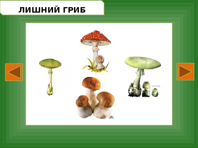 Грибы растения животные что лишнее. Игра четвертый лишний грибы. Четвертый лишний по теме грибы. 4 Лишний грибы для дошкольников. Найди лишний гриб.