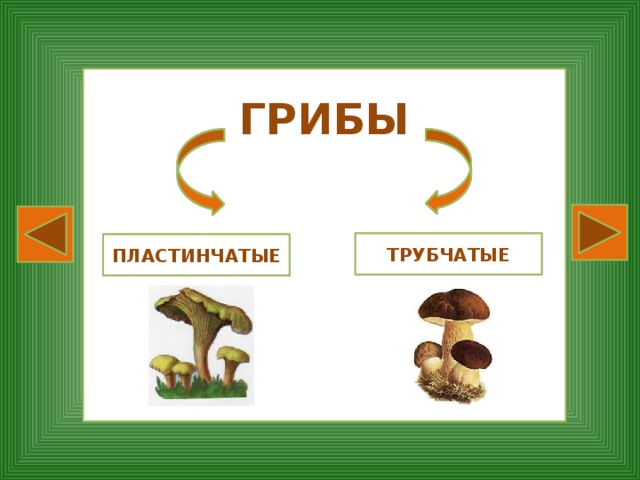 Опята трубчатые грибы