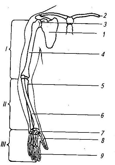 Цифрой 3 на рисунке обозначена кость. Предплечье на рисунке обозначено цифрой. Какой цифрой обозначена кость предплечья?. Какими цифрами на рисунке обозначены кости предплечья. Какими цифрами обозначены кости предплечья.