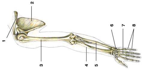 Скелет плечевого пояса и руки рисунок