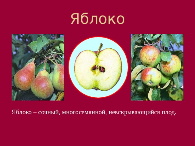 Яблоко А ты знаешь, как называется плод груши? Он называется 