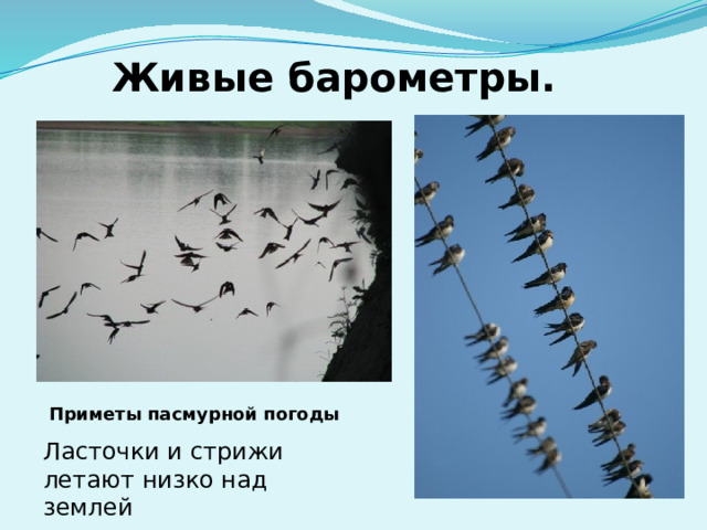 Живые барометры. Приметы пасмурной погоды Ласточки и стрижи летают низко над землей 