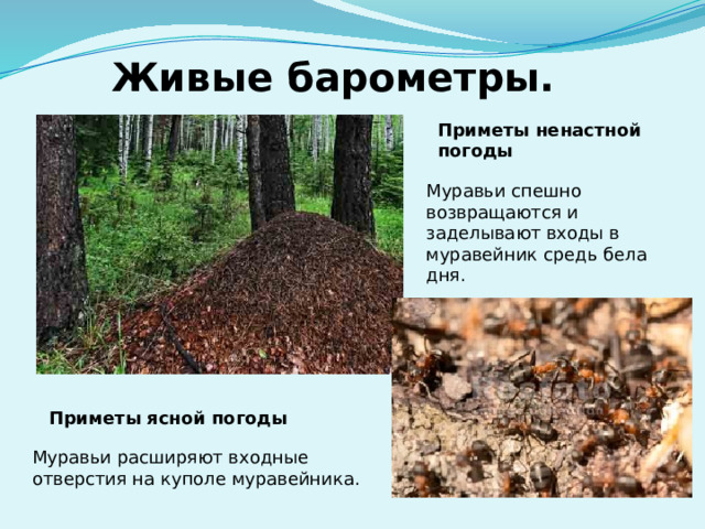 Живые барометры. Приметы ненастной погоды Муравьи спешно возвращаются и заделывают входы в муравейник средь бела дня. Приметы ясной погоды Муравьи расширяют входные отверстия на куполе муравейника. 
