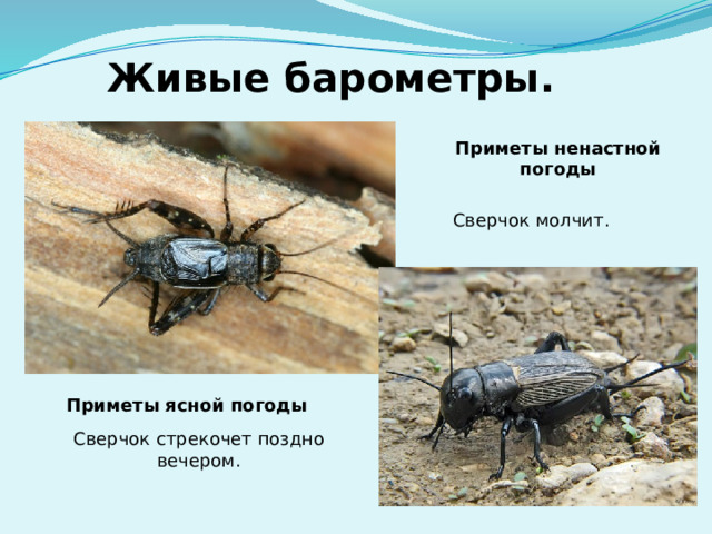 Живые барометры. Приметы ненастной погоды Сверчок молчит. Приметы ясной погоды Сверчок стрекочет поздно вечером. 