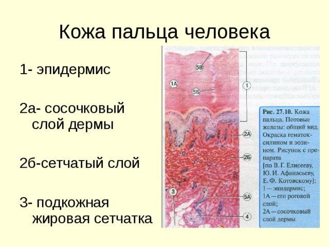 Кожа пальца гистология рисунок