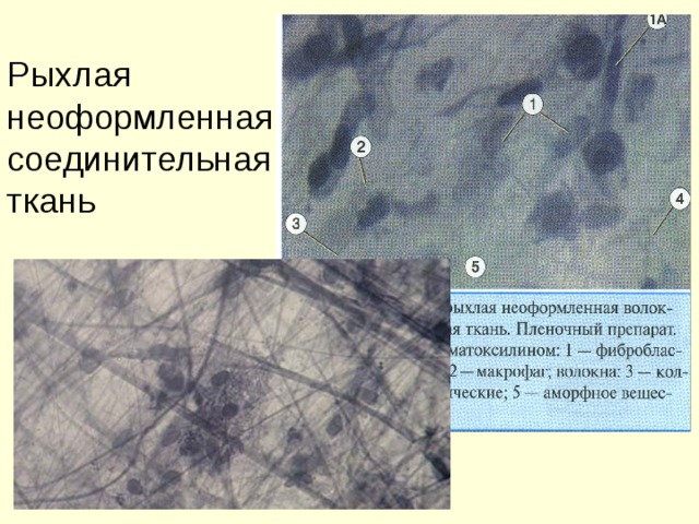 Рыхлая неоформленная соединительная ткань 